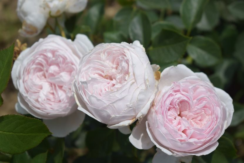  - TRANDAFIRI VARA 2018 V