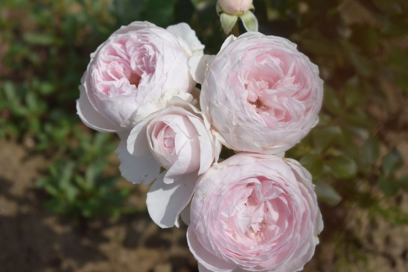  - TRANDAFIRI VARA 2018 V