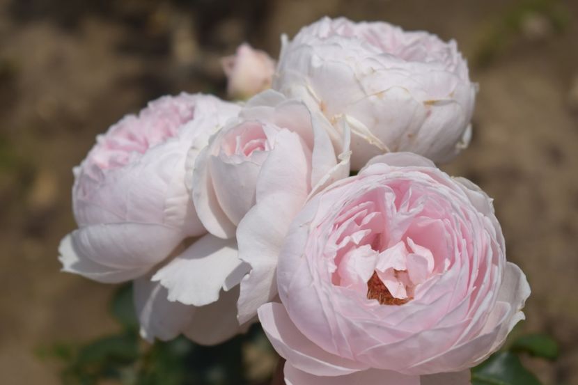  - TRANDAFIRI VARA 2018 V