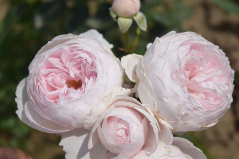  - TRANDAFIRI VARA 2018 V