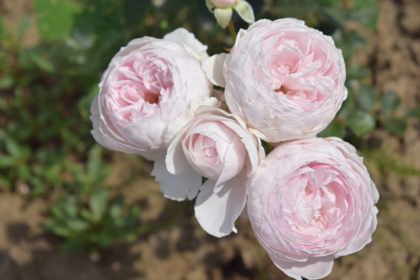  - TRANDAFIRI VARA 2018 V