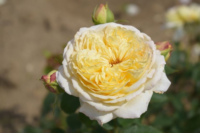  - TRANDAFIRI VARA 2018 V