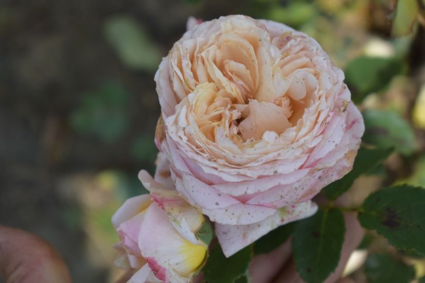  - TRANDAFIRI VARA 2018 V