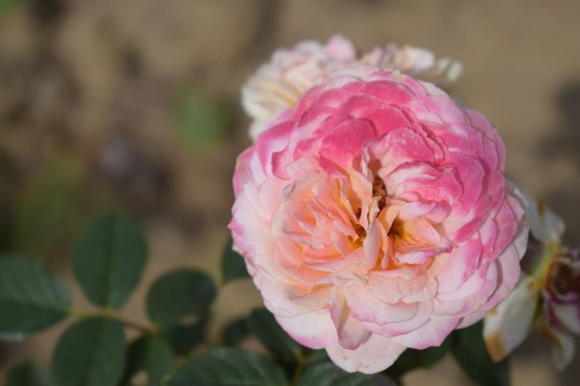  - TRANDAFIRI VARA 2018 V