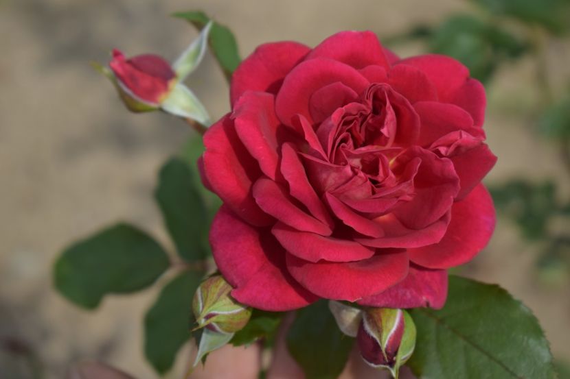  - TRANDAFIRI VARA 2018 V