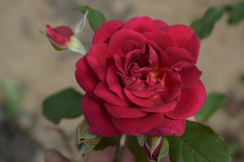  - TRANDAFIRI VARA 2018 V