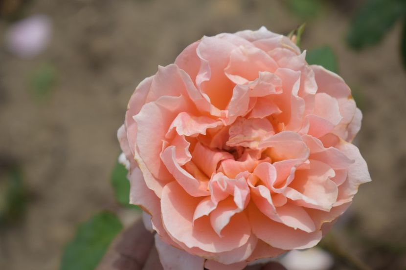  - TRANDAFIRI VARA 2018 V