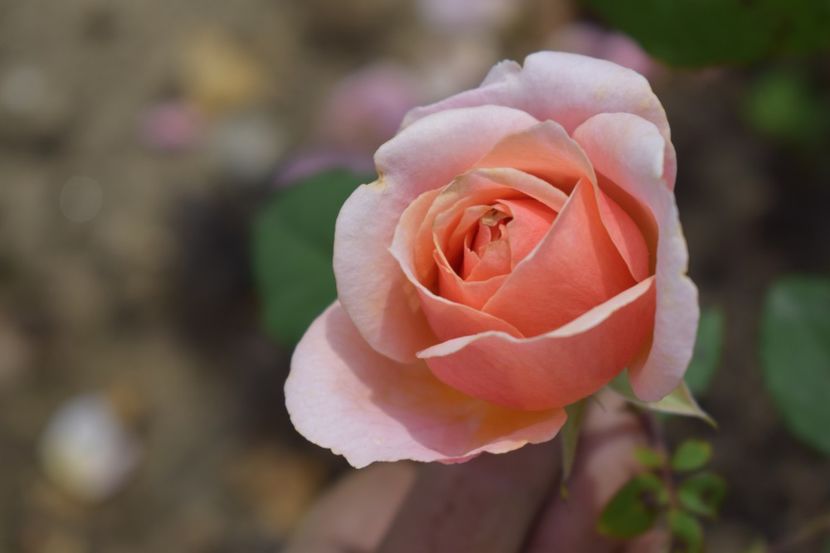  - TRANDAFIRI VARA 2018 V