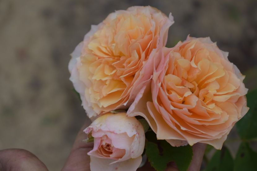  - TRANDAFIRI VARA 2018 V