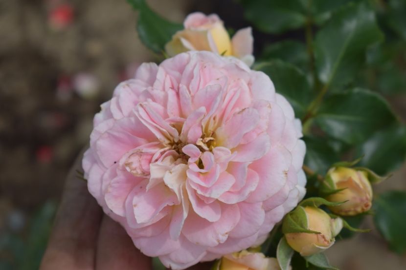  - TRANDAFIRI VARA 2018 V