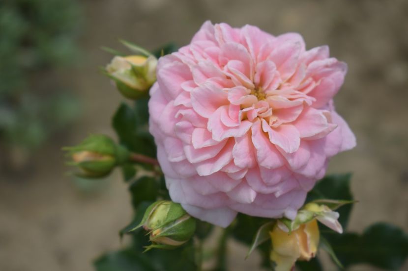  - TRANDAFIRI VARA 2018 V