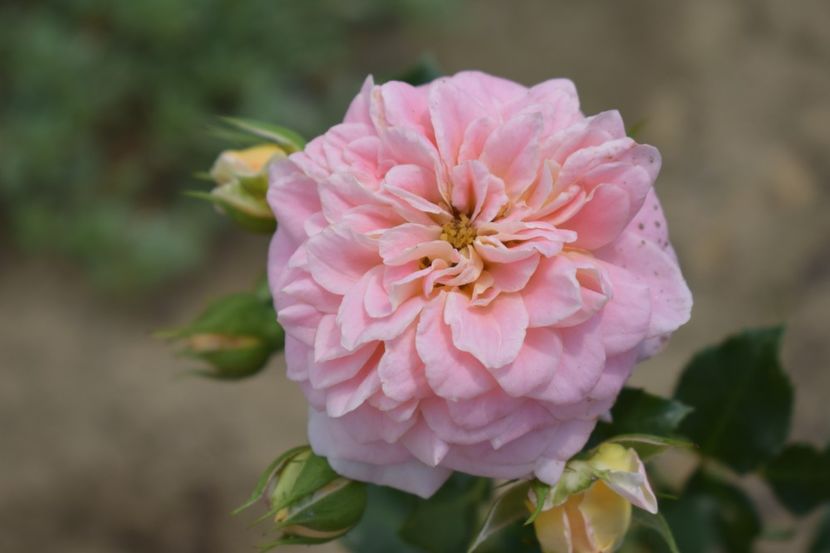  - TRANDAFIRI VARA 2018 V