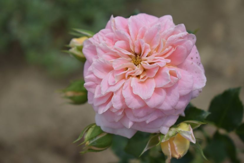  - TRANDAFIRI VARA 2018 V