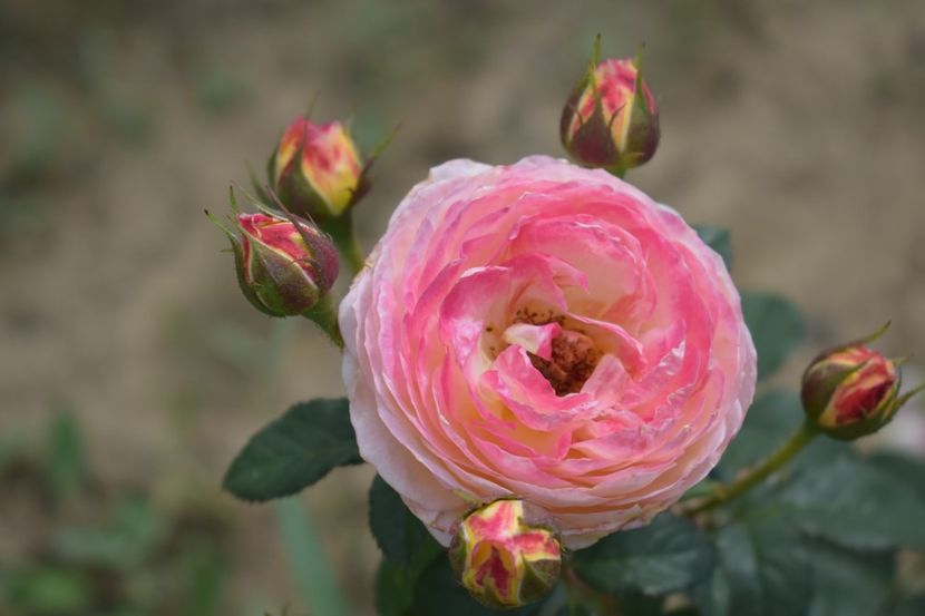  - TRANDAFIRI VARA 2018 V