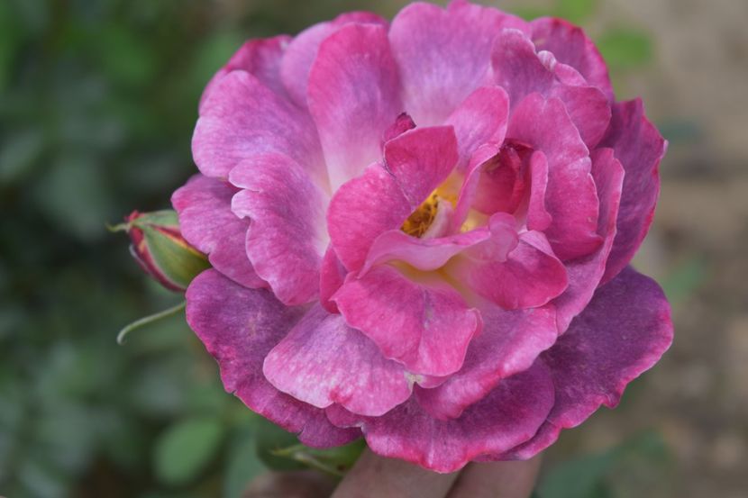  - TRANDAFIRI VARA 2018 V