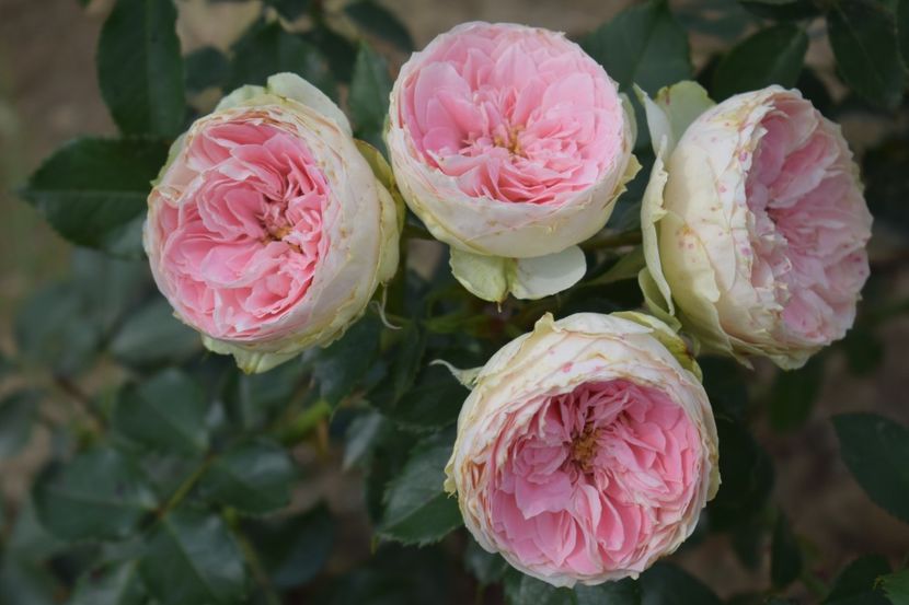  - TRANDAFIRI VARA 2018 V