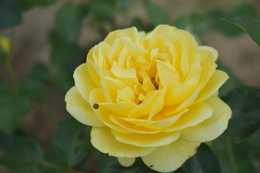  - TRANDAFIRI VARA 2018 V