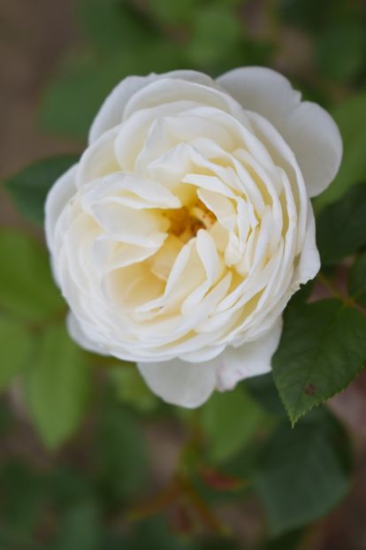  - TRANDAFIRI VARA 2018 V