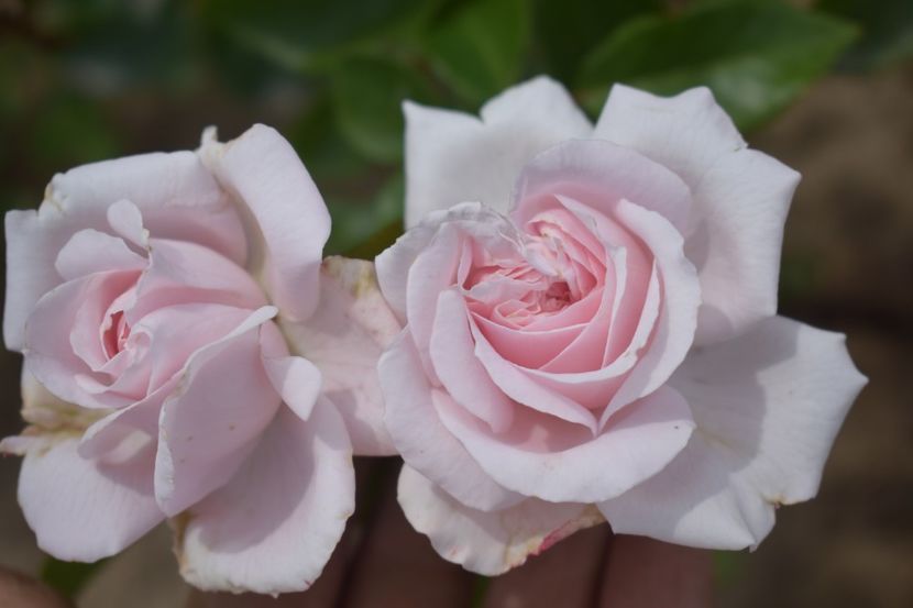  - TRANDAFIRI VARA 2018 V