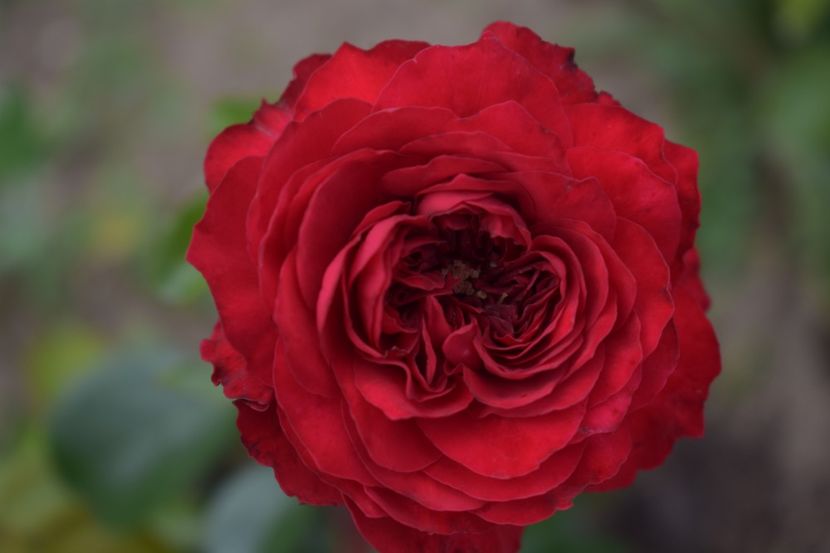  - TRANDAFIRI VARA 2018 V