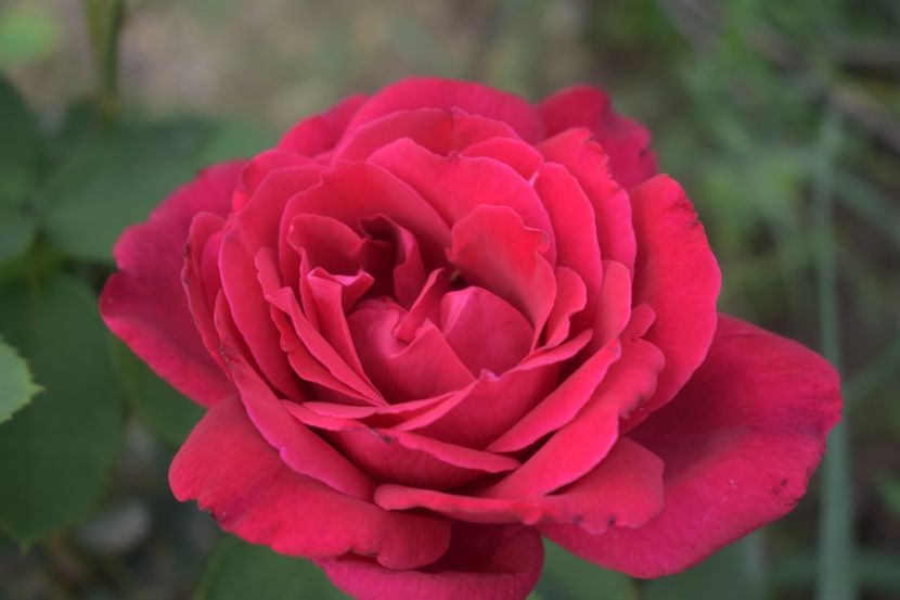  - TRANDAFIRI VARA 2018 V