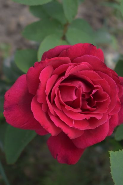  - TRANDAFIRI VARA 2018 V