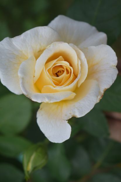  - TRANDAFIRI VARA 2018 V