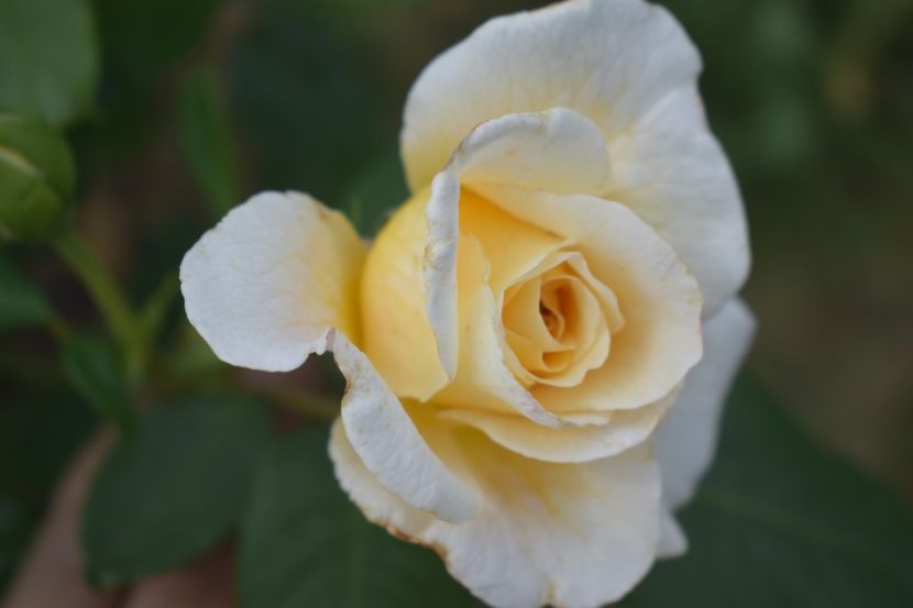  - TRANDAFIRI VARA 2018 V