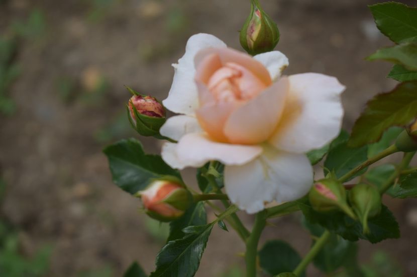  - TRANDAFIRI VARA 2018 V