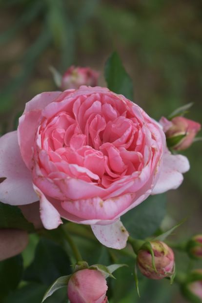  - TRANDAFIRI VARA 2018 V