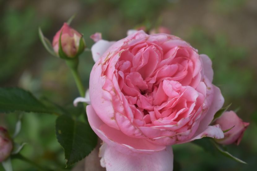  - TRANDAFIRI VARA 2018 V