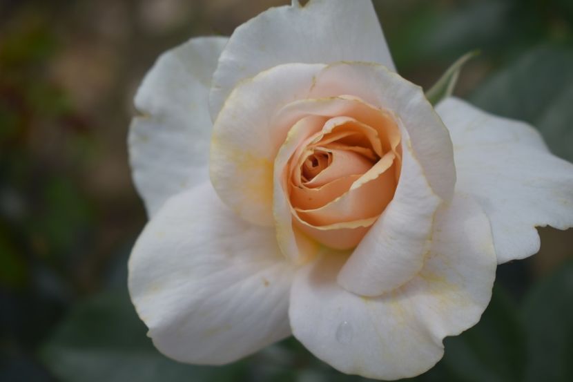  - TRANDAFIRI VARA 2018 V