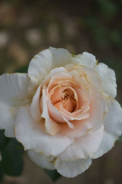  - TRANDAFIRI VARA 2018 V