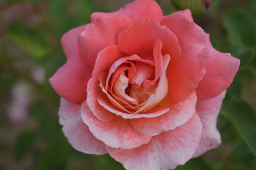  - TRANDAFIRI VARA 2018 V