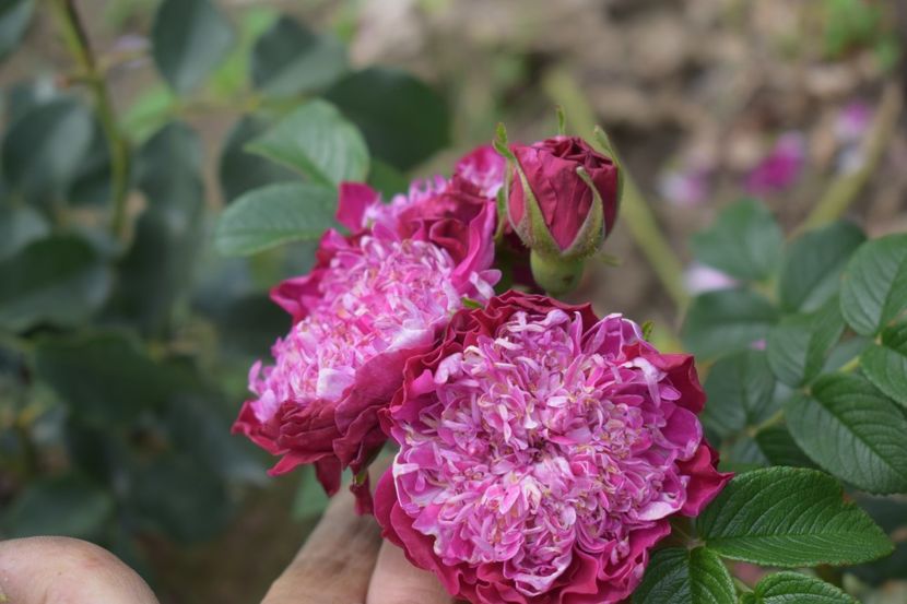  - TRANDAFIRI VARA 2018 V