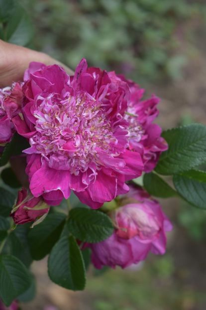  - TRANDAFIRI VARA 2018 V