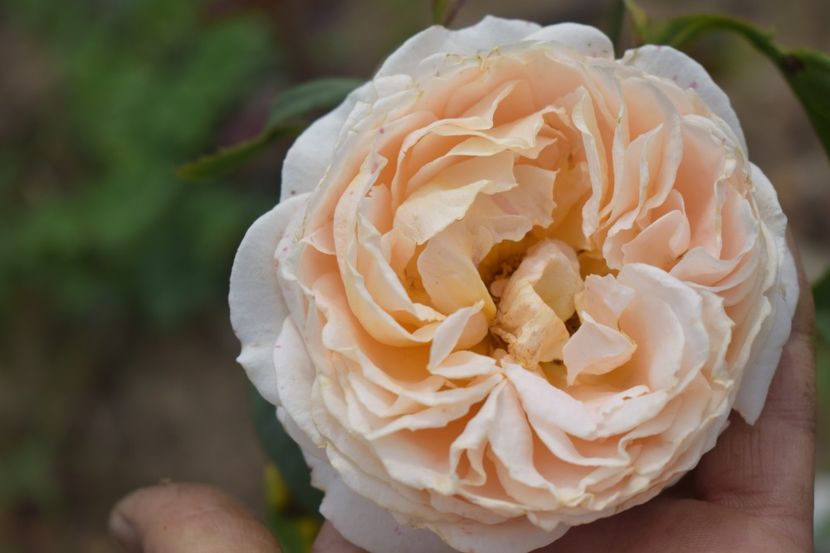  - TRANDAFIRI VARA 2018 V