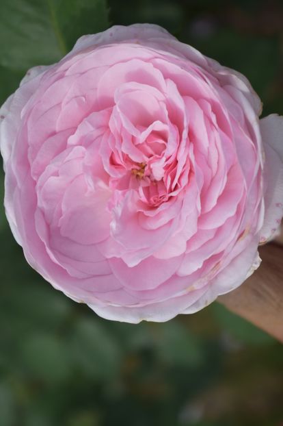  - TRANDAFIRI VARA 2018 V