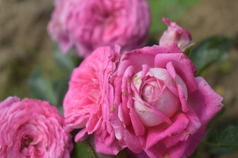  - TRANDAFIRI VARA 2018 V