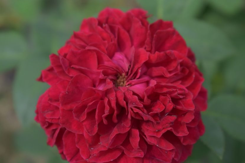  - TRANDAFIRI VARA 2018 V