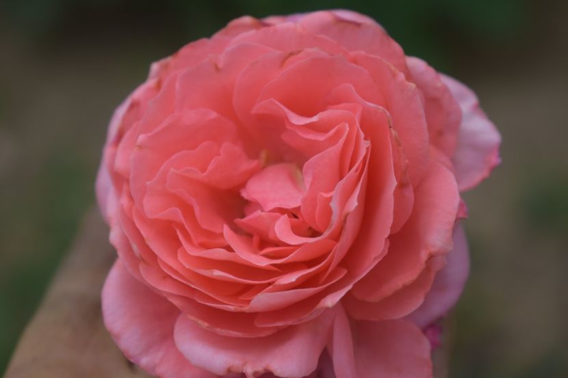  - TRANDAFIRI VARA 2018 V