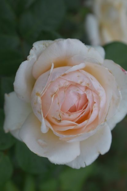  - TRANDAFIRI VARA 2018 V