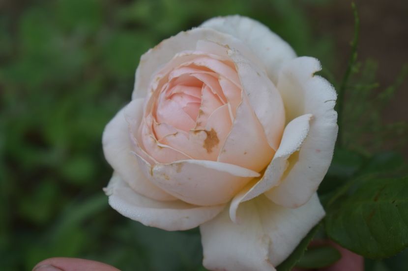  - TRANDAFIRI VARA 2018 V