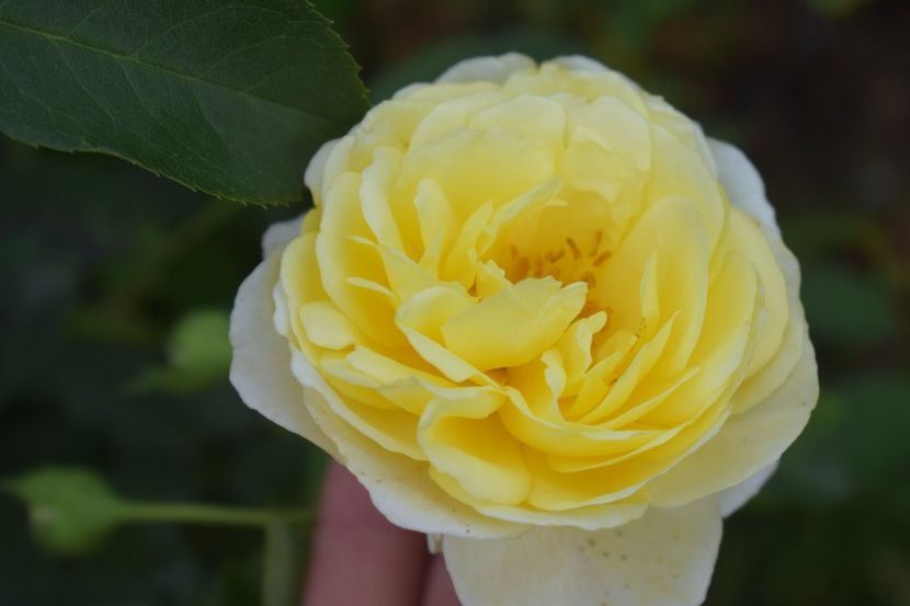  - TRANDAFIRI VARA 2018 V