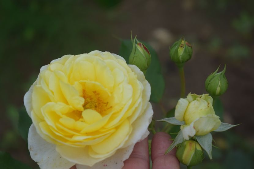  - TRANDAFIRI VARA 2018 V