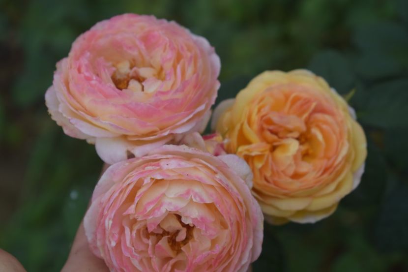  - TRANDAFIRI VARA 2018 V