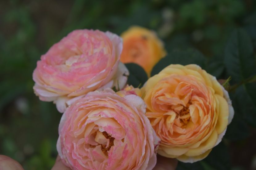  - TRANDAFIRI VARA 2018 V