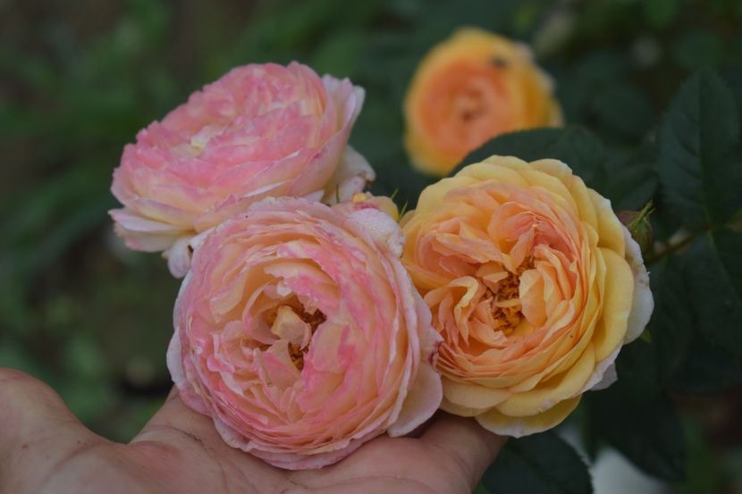  - TRANDAFIRI VARA 2018 V