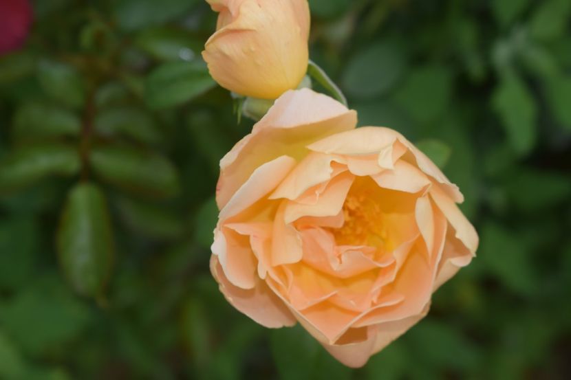  - TRANDAFIRI VARA 2018 V