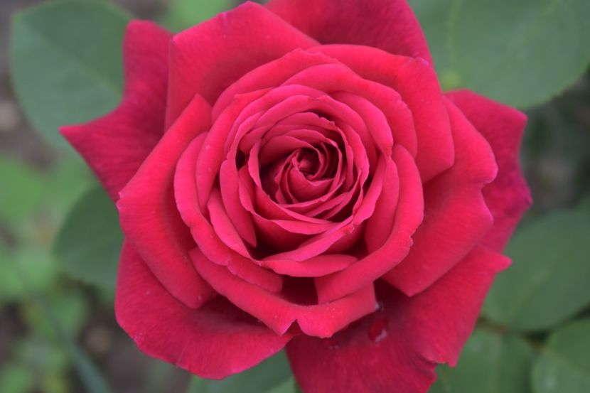  - TRANDAFIRI VARA 2018 V